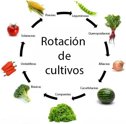 Image result for rotacion cultivo