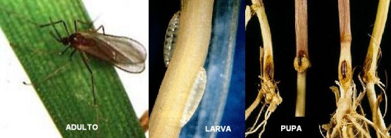 Mosquito del trigo (Mayetiola destructor)