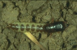 Larva de Zabro (Zabrus tenebroides)