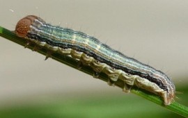 Larva de Mythimna unipuncta