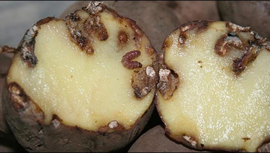 Daños producidos por polilla guatemalteca (Tecia solanivora)